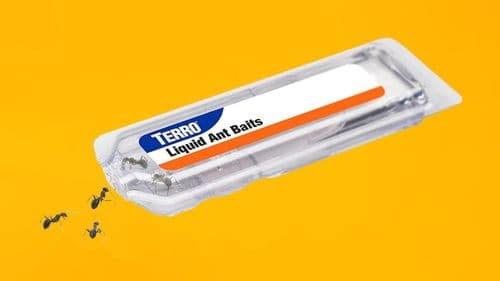 TERRO T300B Ant Killer Bait Stations: How This Slow-Acting Formula Helps Eliminate Ant Colonies